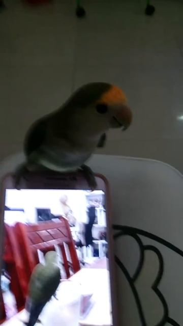 JUNE, my Abyssinian lovebird playing my phone смотреть онлайн
