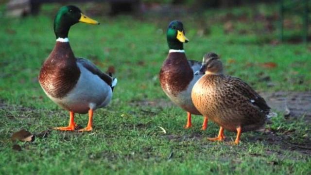 mR BUMBLE - Nice Weather For Dub (Lemon Jelly Dubstep Remix) смотреть онлайн