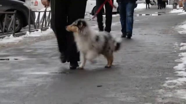 Луна дубль 3