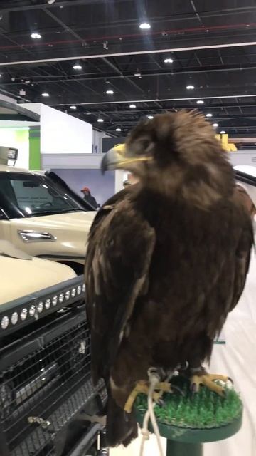 Friendly Eagle Bird #Short #Shorts смотреть онлайн