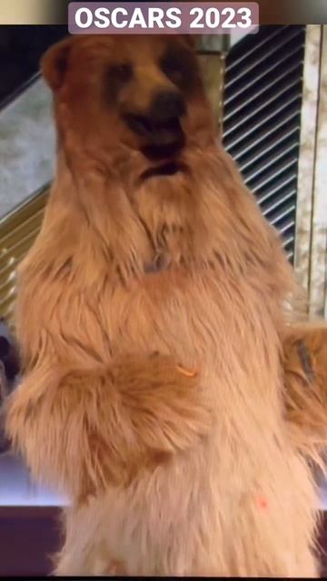 #oscars2023 #bear #oscars95 смотреть онлайн