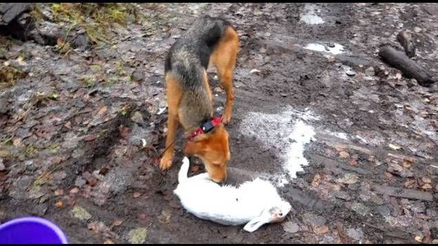 Охота на белого зайца по чернотропу . Русские гончие Аргон и Лайма вл. Шатров В.А. #топ #hunting смотреть онлайн