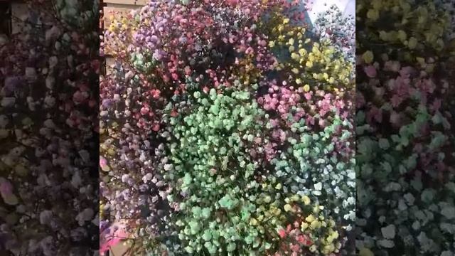 Гипсофилла смотреть онлайн