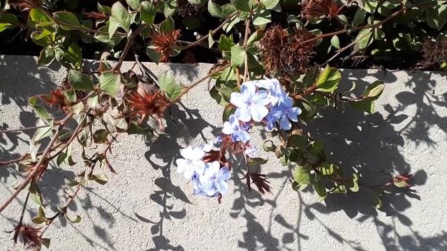 Ceratostigma plumbaginoides - grow & care (Hardy Plumbago) смотреть онлайн