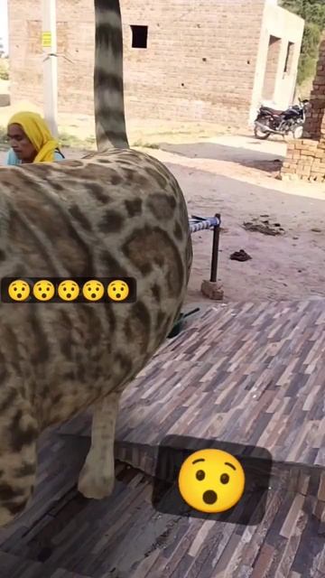 big size cat 😱#shorts смотреть онлайн