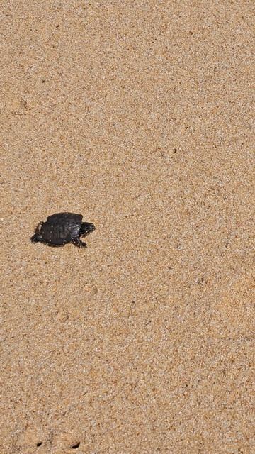 спасение черепахи хикки смотреть онлайн