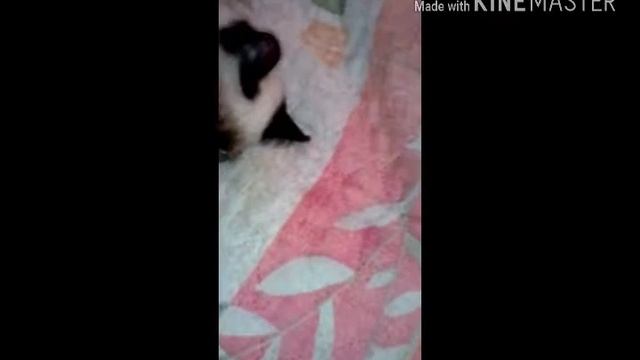 Первый поцелуй с куклой!!❤️❤️❤️ смотреть онлайн