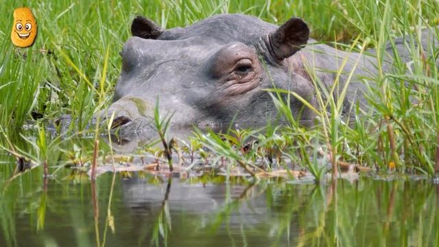 The Most Dangerous Animals in The World смотреть онлайн