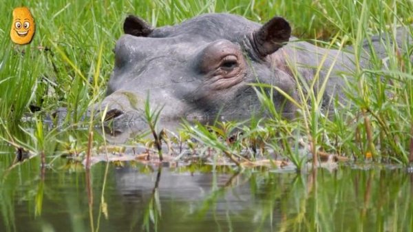 The Most Dangerous Animals in The World