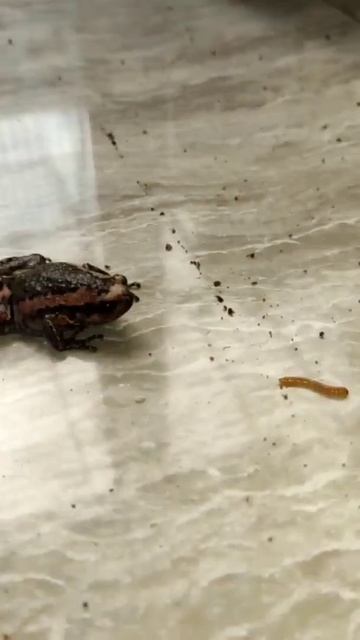 Baby Chubby Frog / Asian Painted Frog (Kaloula pulchra) eating! #frogs #pets #petfeeding #amphibian смотреть онлайн