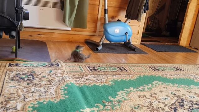 Лучшая игрушка это хвост