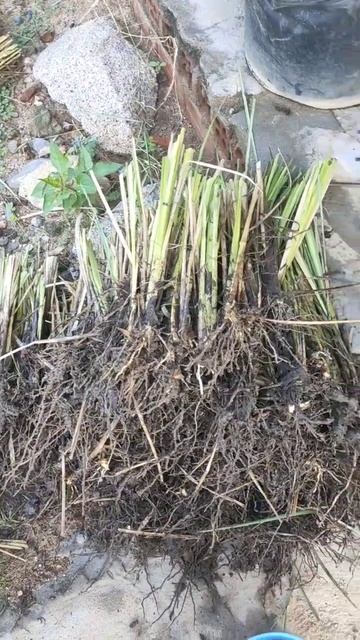 Cỏ cộng sinh Vetiver trồng tại Ninh Thuận 2023 #vuongtrunque #nuoitrunque смотреть онлайн