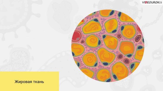 36. Основные типы тканей человека смотреть онлайн