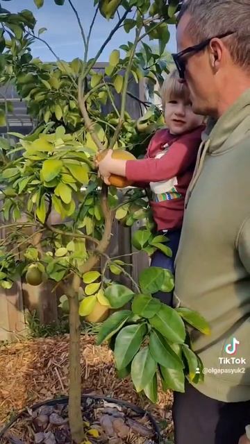 Citrus picking in our FL garden 🍊 Murcott | Ruby Red Grapefruit| смотреть онлайн