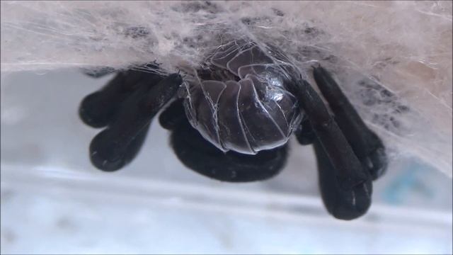 Aman Dikkat! Bu Örümceğin Şakası Yok  #BöcekReis (Eresus)