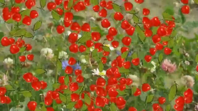 Аудио-гармония