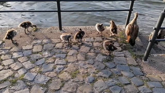 Гусиное семейство смотреть онлайн