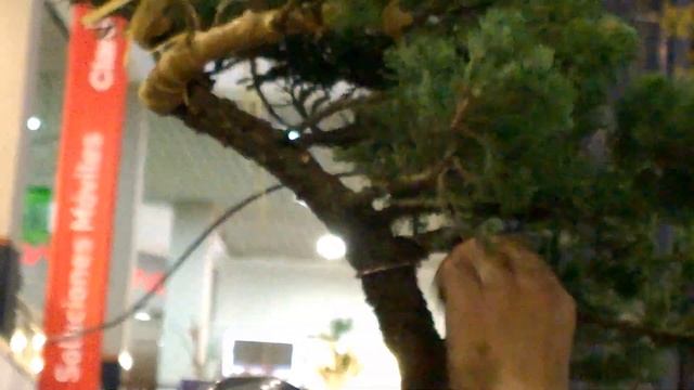Bonsai 3 смотреть онлайн