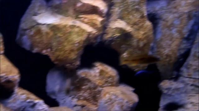 Shahar`s Malawi Tank смотреть онлайн