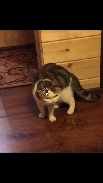 Будь как котик! #РоссияСтранаВозможностей смотреть онлайн