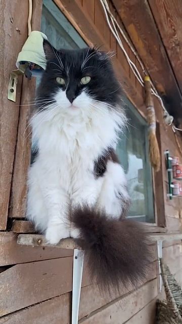 Только коты знают секрет как оставаться постоянно пушистыми #кошки #кот #животные #домашниеживотные смотреть онлайн