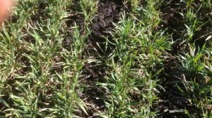 Борона ротационная 7 ( мотыга ) по озимой пшенице!