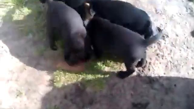 Сумашедшие щенки и кот Приколы смотреть онлайн