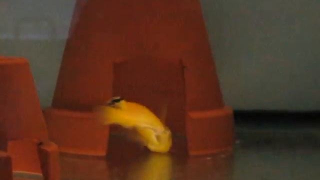 Yellow смотреть онлайн