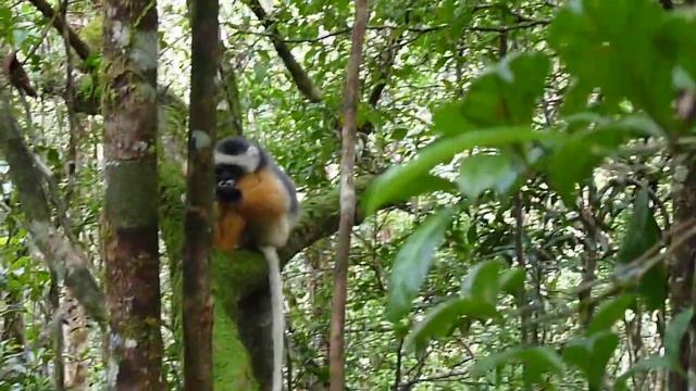 Briljant video of two Diademed Sifaka's! Andasibe, Madagascar, 14 January 2014 смотреть онлайн