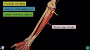 Локтевой нерв | 3D Анатомия 💪🏻