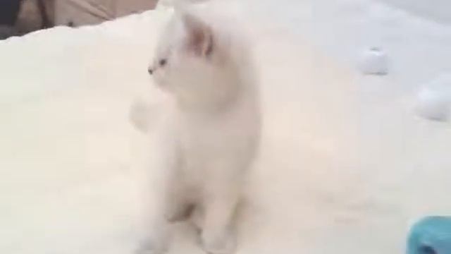 Британская шиншилла Stefany Winter Fantasy