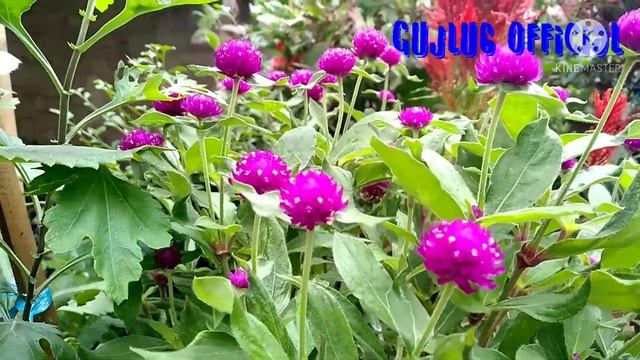 BUNGA KANCING/ BUNGA KENOP смотреть онлайн