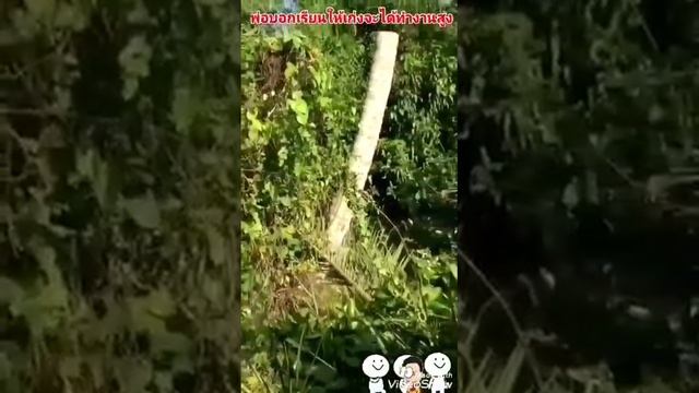 Уборка дерево смотреть онлайн
