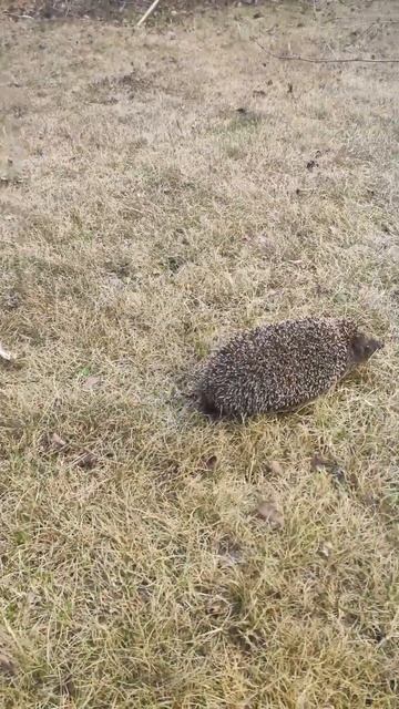 Ёжик на даче 🦔#ёжик #прикол смотреть онлайн