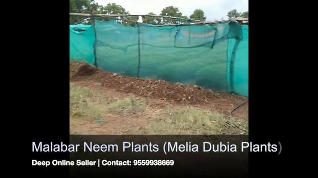 Malabar Neem Plants(aka Melia Dubia) | Deep Online Seller | Wholesaler смотреть онлайн