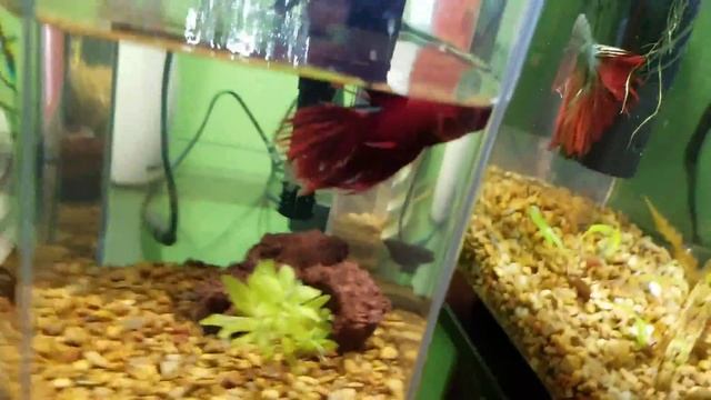 Planted Aquarium Update and My Betta tanks смотреть онлайн