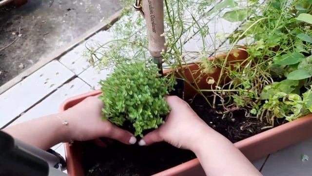 Potting Up New Herbs ~ Chocolate Mint & Thyme ~ Herb Garden