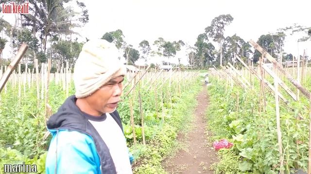 Budidaya tomat marina diLampung barat dataran tinggi смотреть онлайн