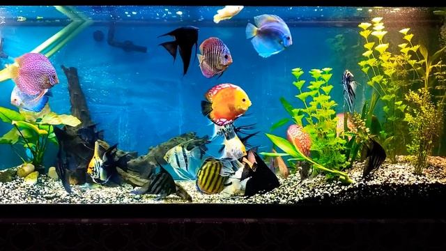 Discus And Angelfish