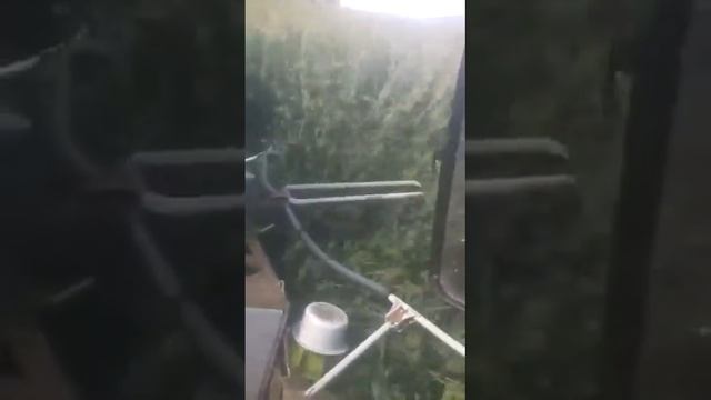 JAGUAR 860 CON CABEZAL RU 600 COSECHANDO SORGO EN PASTORIZA смотреть онлайн