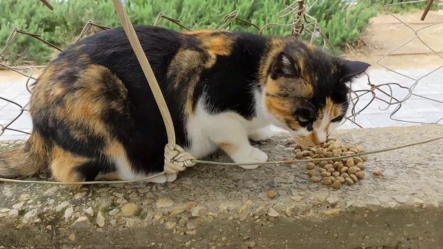 Милая трехцветная кошка кушает и убегает 😻 Cute calico cat eat and run away 😺 Kucing lucu 面白い猫 Gat смотреть онлайн