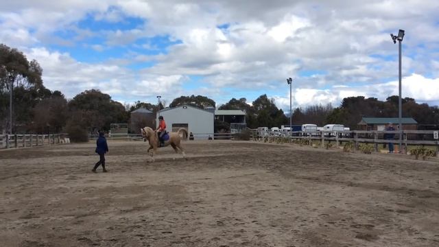 Sassy dressage lesson (cheeky bucking) |||||| Steph Anglim смотреть онлайн