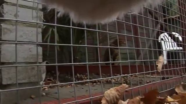 Cat Cam смотреть онлайн