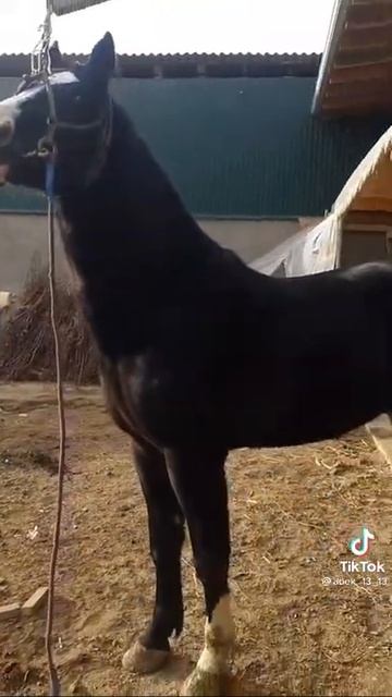 40000долер лик от смотреть онлайн