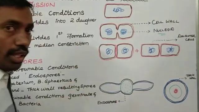 Asexual Reproduction in Bacteria смотреть онлайн