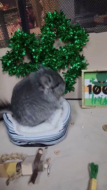 THIS MAKE U 😃😊😀  #satisfying #viralanimals #animals  #shorts  #pets #funny #happy #chinchilla
