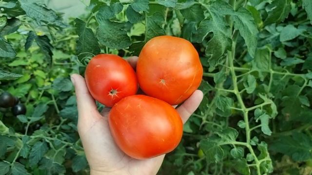 Pomidor odmiany Red Pear смотреть онлайн