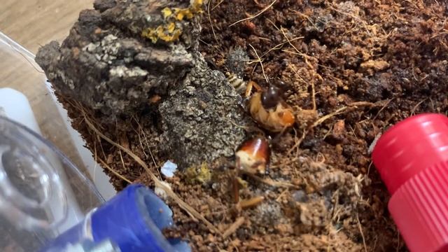 Carebara diversa смотреть онлайн