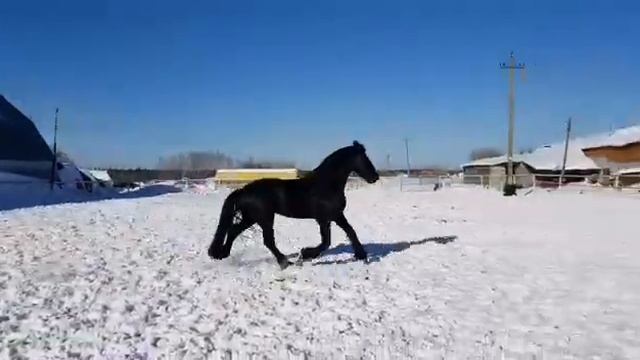 Голштинский конь(32) смотреть онлайн