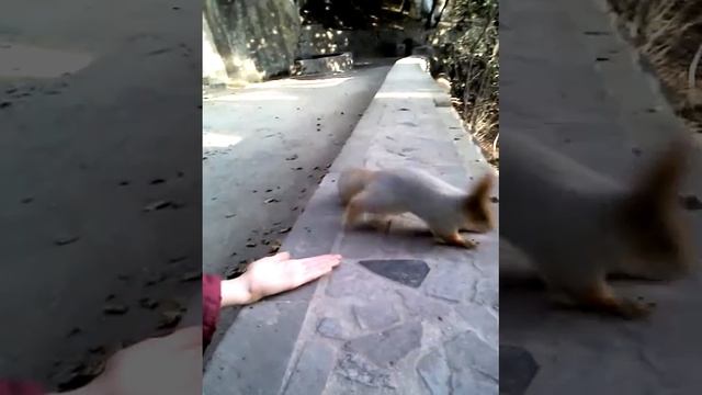 Маша и белка